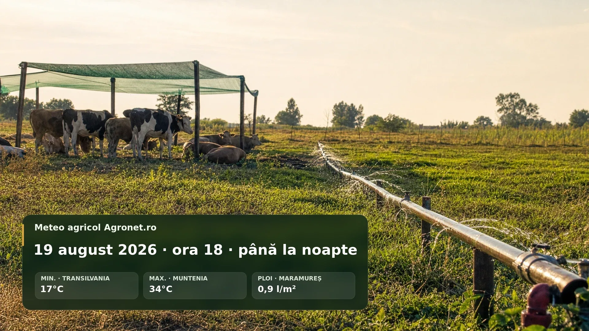 Câmp agricol la finalul unei zile caniculare, cu lucrări și transport planificate spre seară.