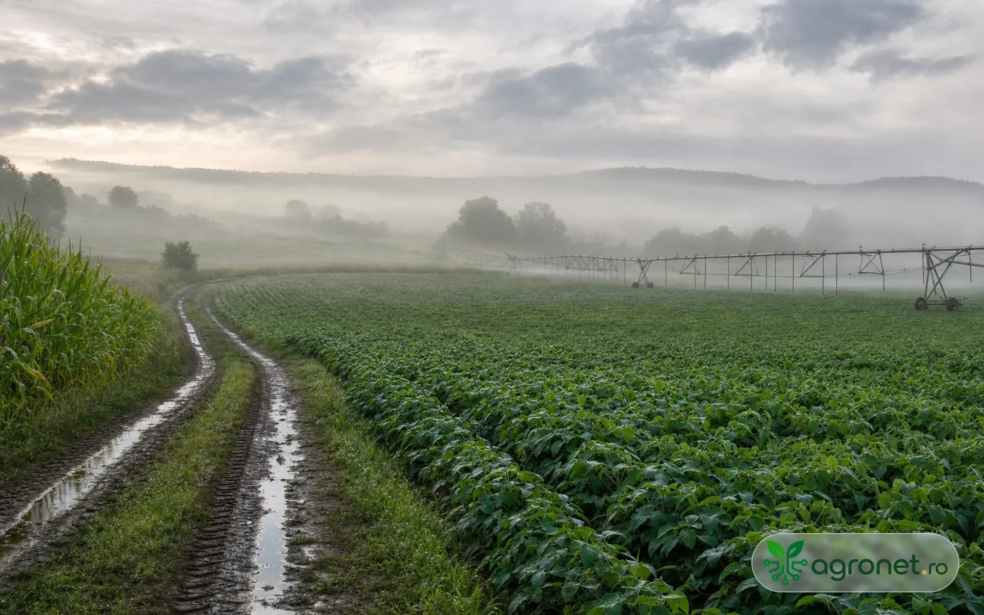 Condițiile meteo agricole regionale din România în dimineața zilei de 14 iulie 2026