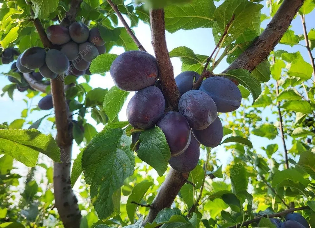Prune mov pe crengi, în lumina soarelui din livadă