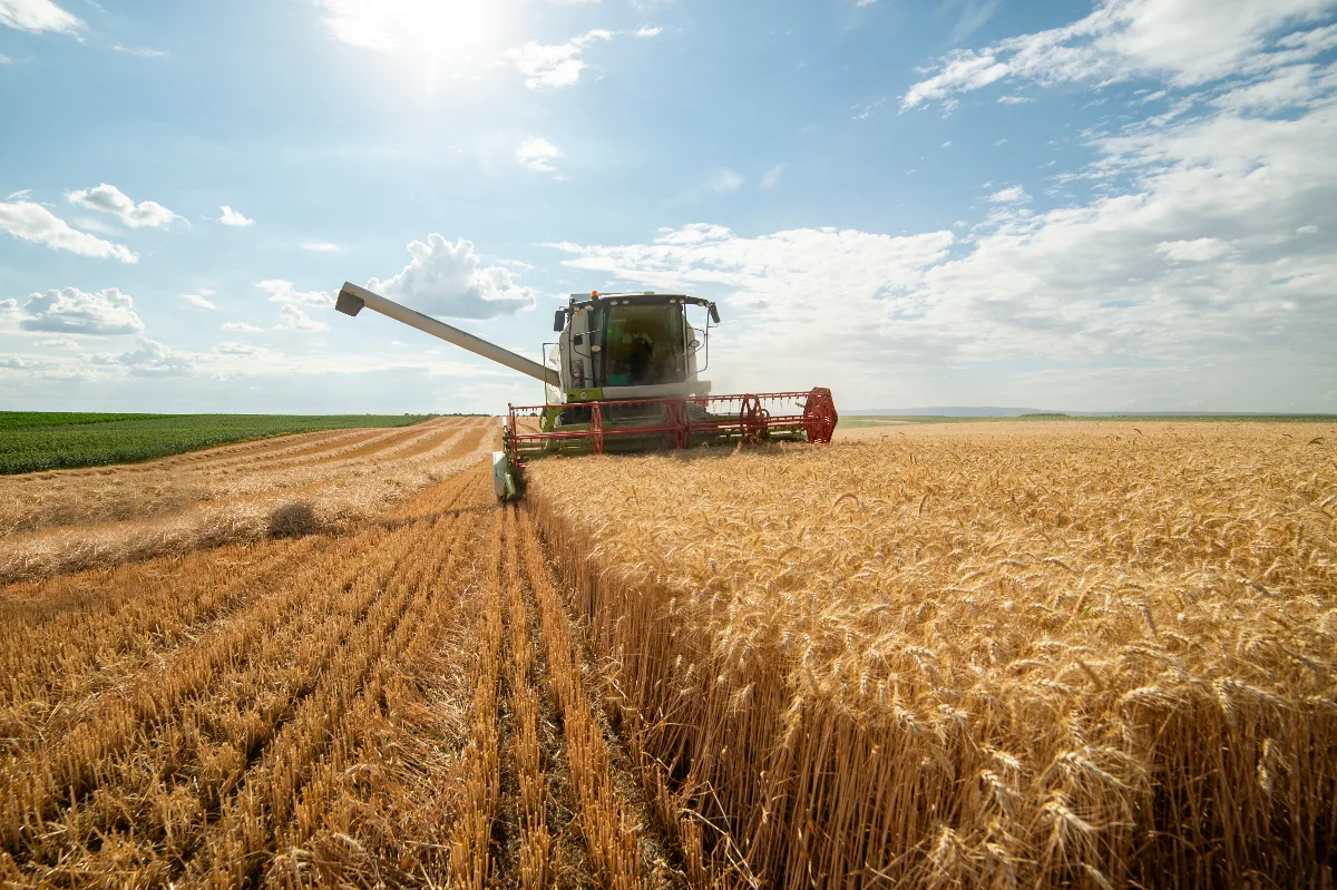 Combină agricolă recoltează grâu pe un câmp însorit