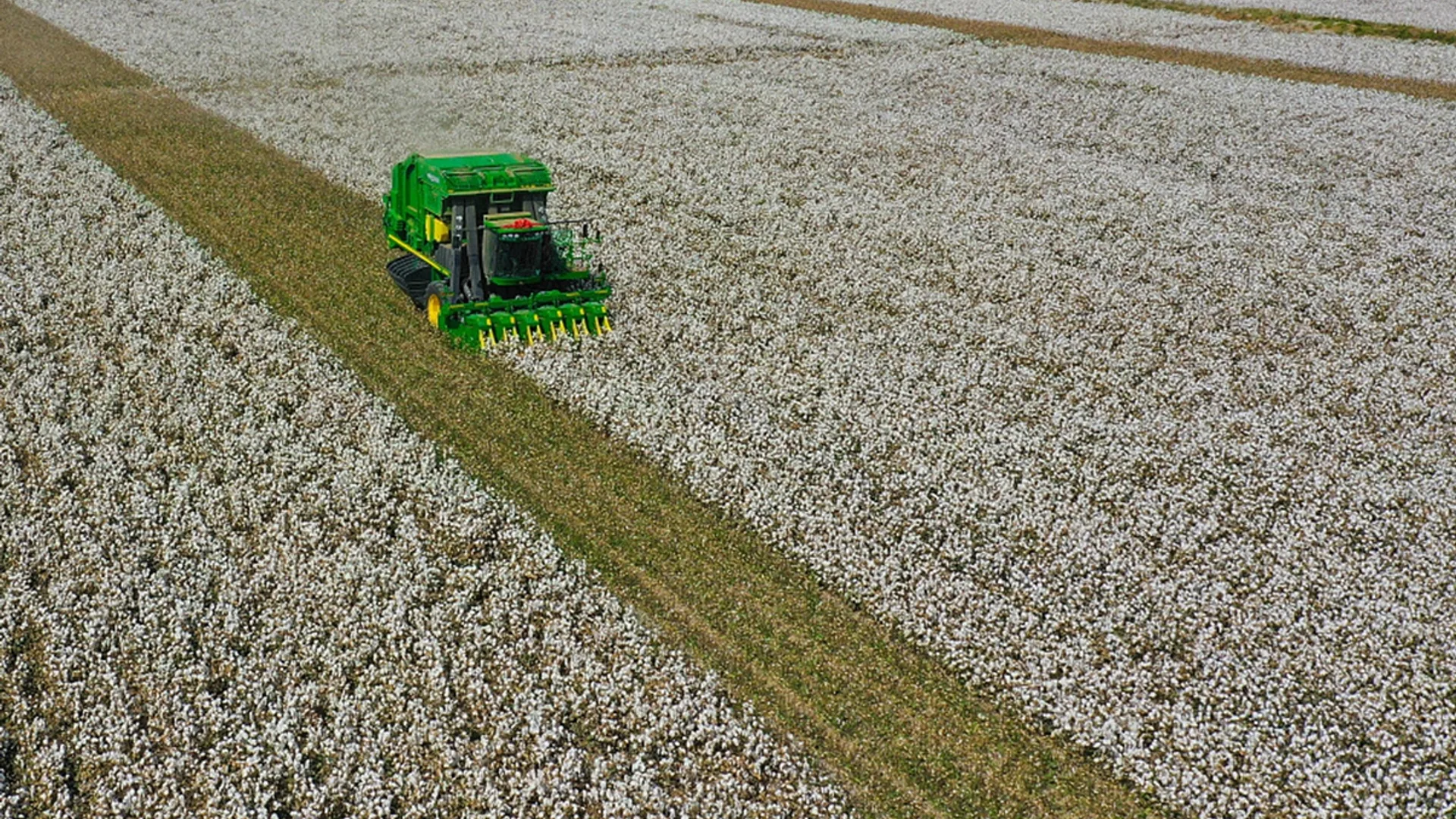 Mașină agricolă verde recoltează bumbac într-un câmp întins, văzut de sus.