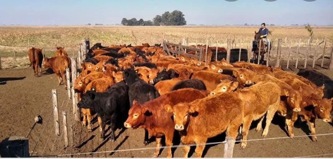 Bovine brune și negre înghesuite într-un țarc pe pășune uscată