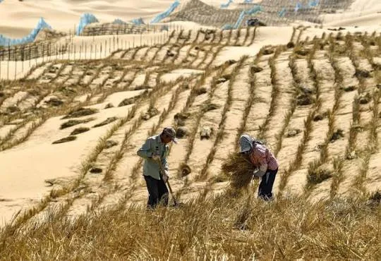Lucrători montează bariere vegetale pe dune de nisip, în rânduri paralele