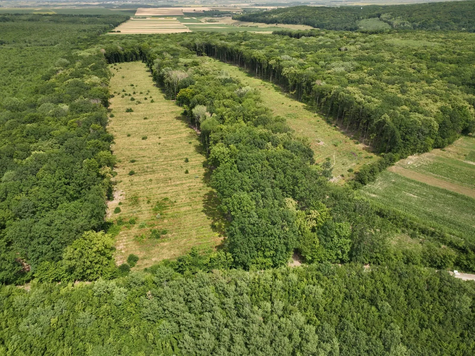 Vedere aeriană a unei păduri cu parcele defrișate și terenuri agricole
