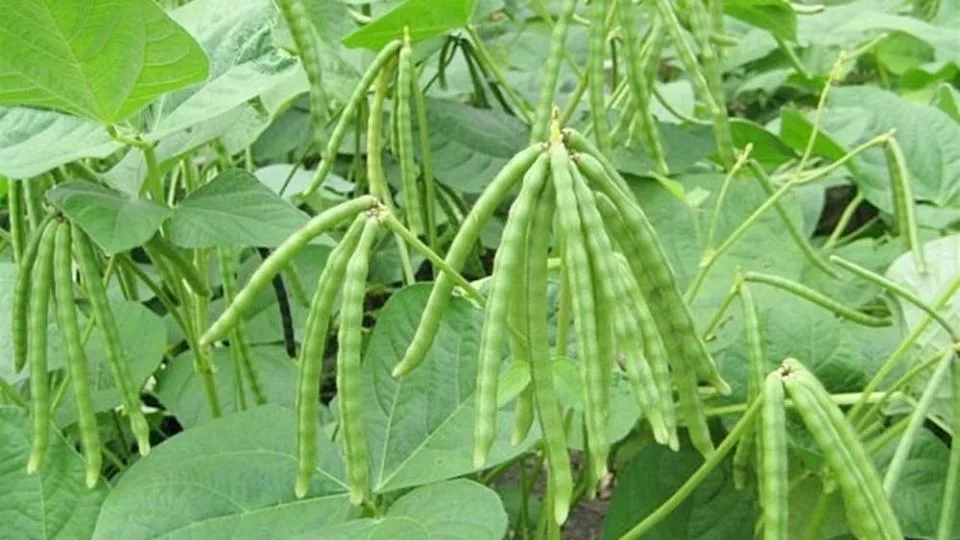 Păstăi verzi de Vigna unguiculata crescând printre frunze dese