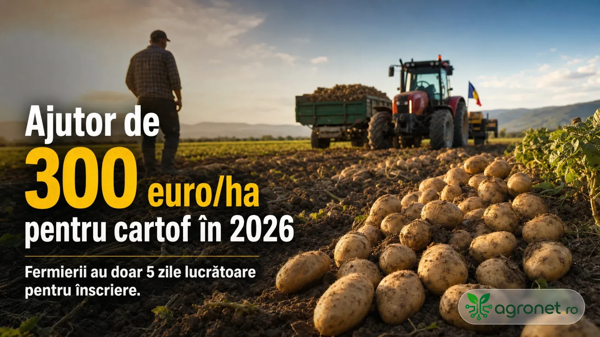 Cartofi scoși din pământ pe un câmp, cu tractor și remorcă în fundal și un fermier alături.
