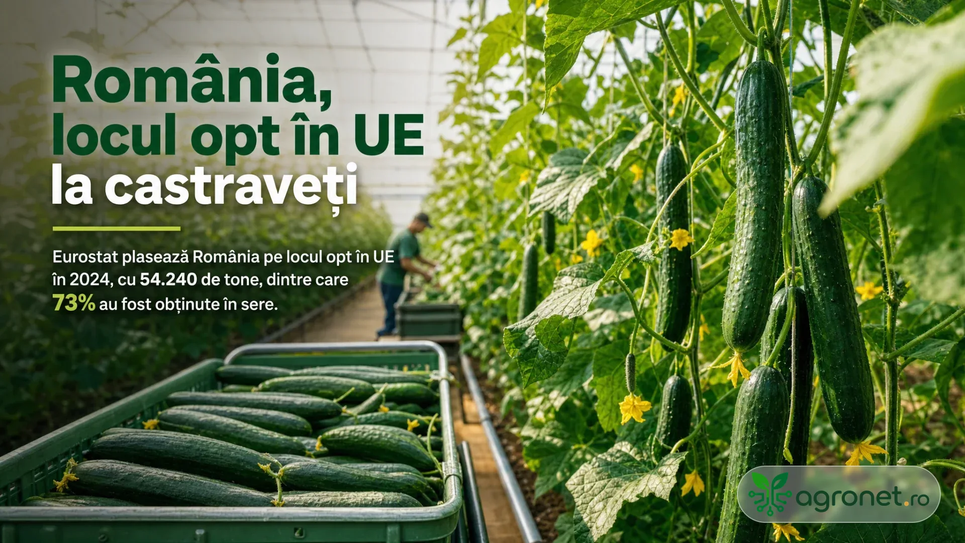 Rânduri de castraveți într-o seră, cu fructe pe plante și lăzi cu castraveți recoltați pe alee.