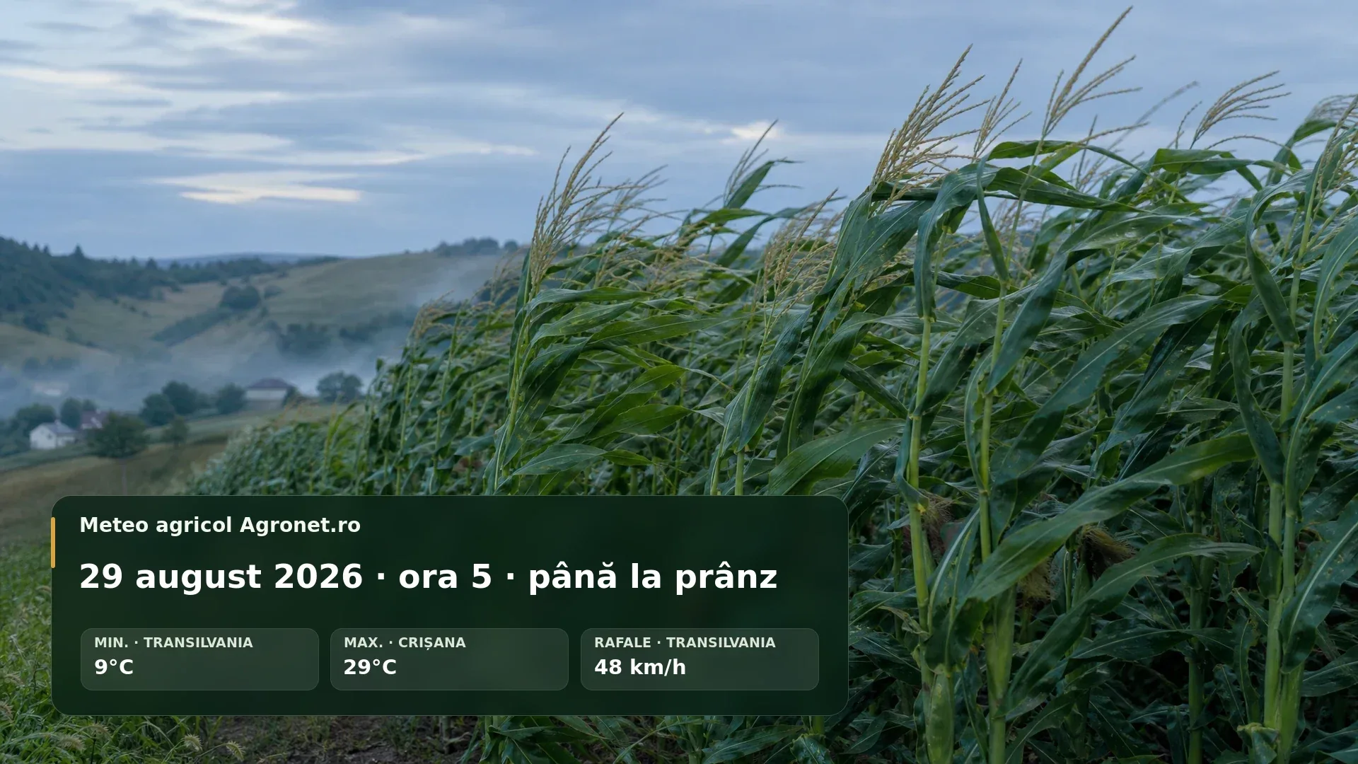 Lucrări agricole într-un câmp la începutul unei dimineți de august, cu vânt