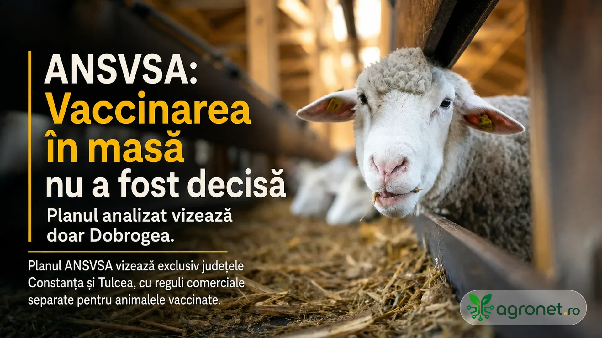 Oaie cu crotalii galbene într-un adăpost cu paie, lângă zona de hrănire.