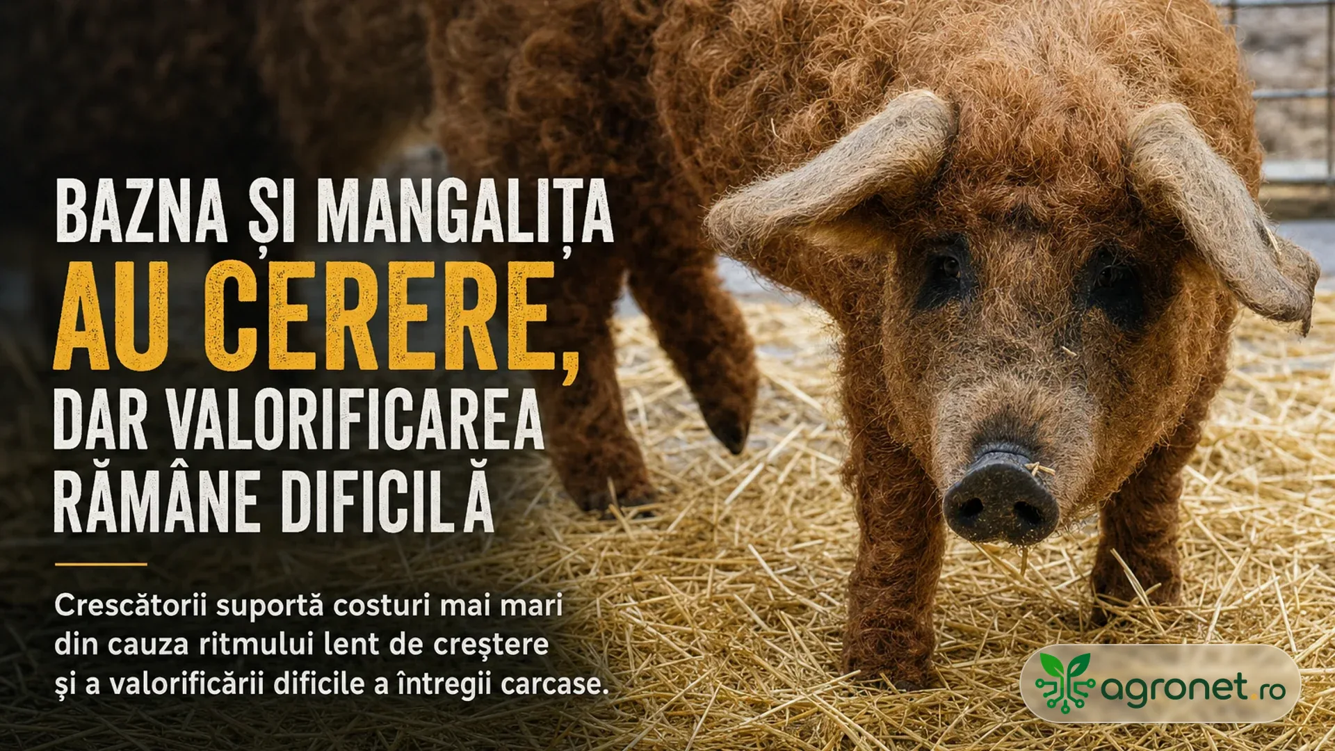 Porc cu blană creață stând pe paie într-un adăpost, cu un alt porc parțial vizibil în fundal.