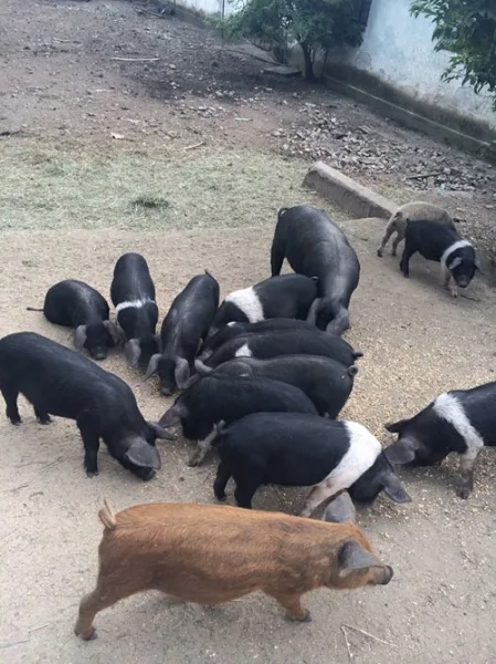 Grup de porci în țarc exterior, cu marcaje albe pe trunchi