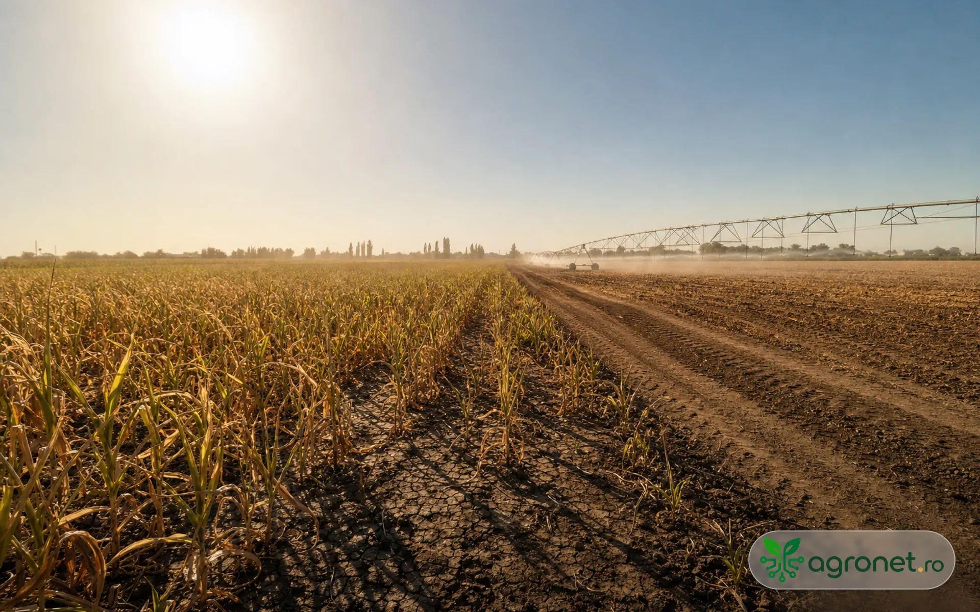 Meteo agricol România pentru 20 iulie 2026, cu accent pe canicula din Muntenia și București-Ilfov