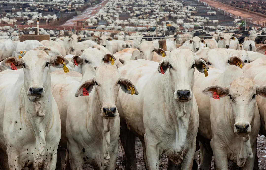Uruguay ar putea prelua cota Braziliei pentru carnea de vită refrigerată destinată UE