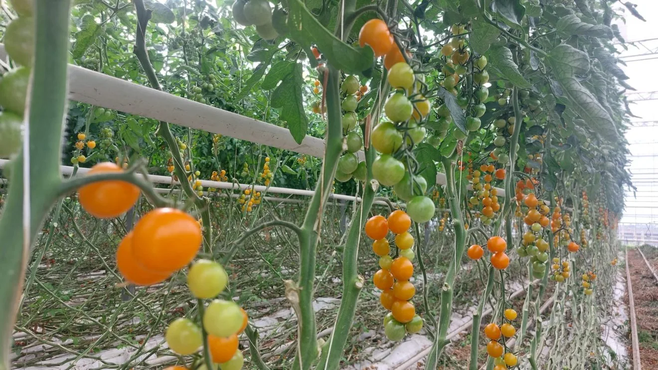Rânduri de tomate cherry galbene și portocalii într-o seră