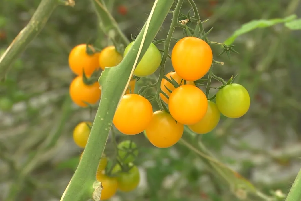 Ciorchine de tomate cherry galbene și verzi pe plantă