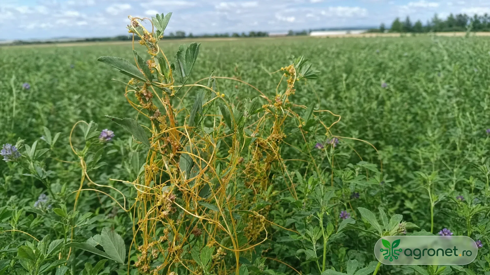 Lucernieră tânără la sfârșit de vară, cu un mic grup de fire subțiri galben-portocalii încolăcite pe plante, fotografiată realist într-o fermă din Europa de Est.