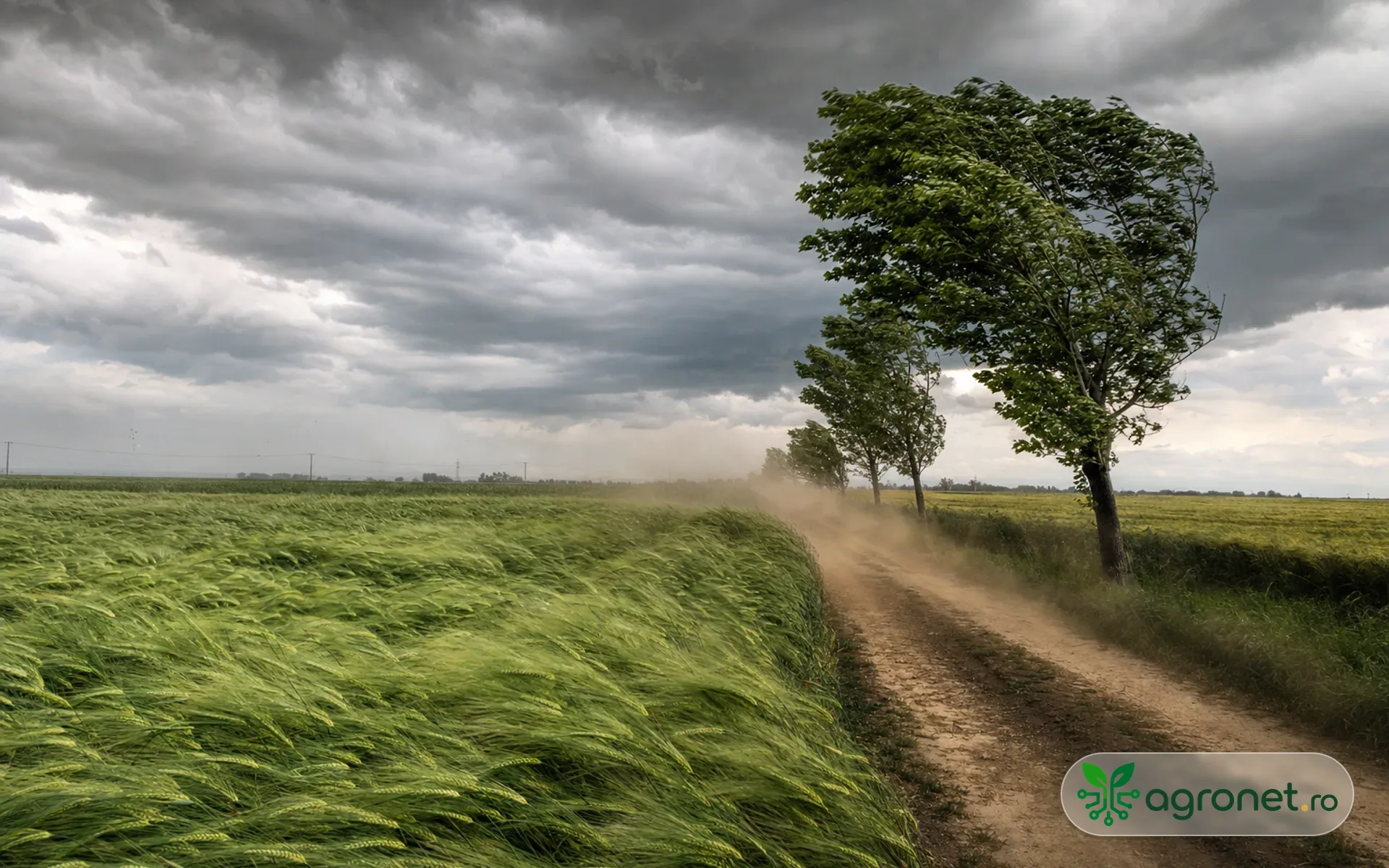 Buletin Meteo agricol România despre vântul puternic din Oltenia și Muntenia pentru 19 iulie 2026