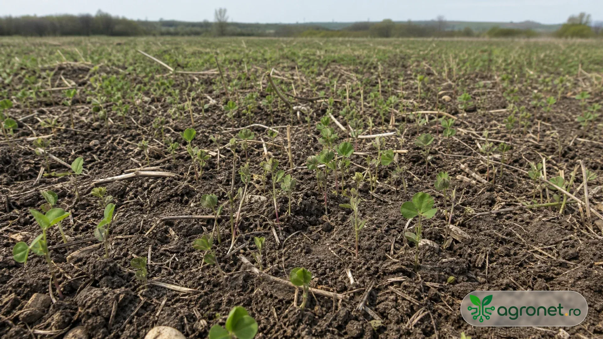 Lucernă tânără răsărită neuniform într-o solă agricolă, cu zone mai dese și goluri discrete, într-un peisaj rural de câmpie din Europa de Est.