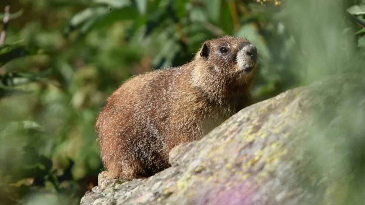 Marmotă cu blană brună pe stâncă, între plante verzi