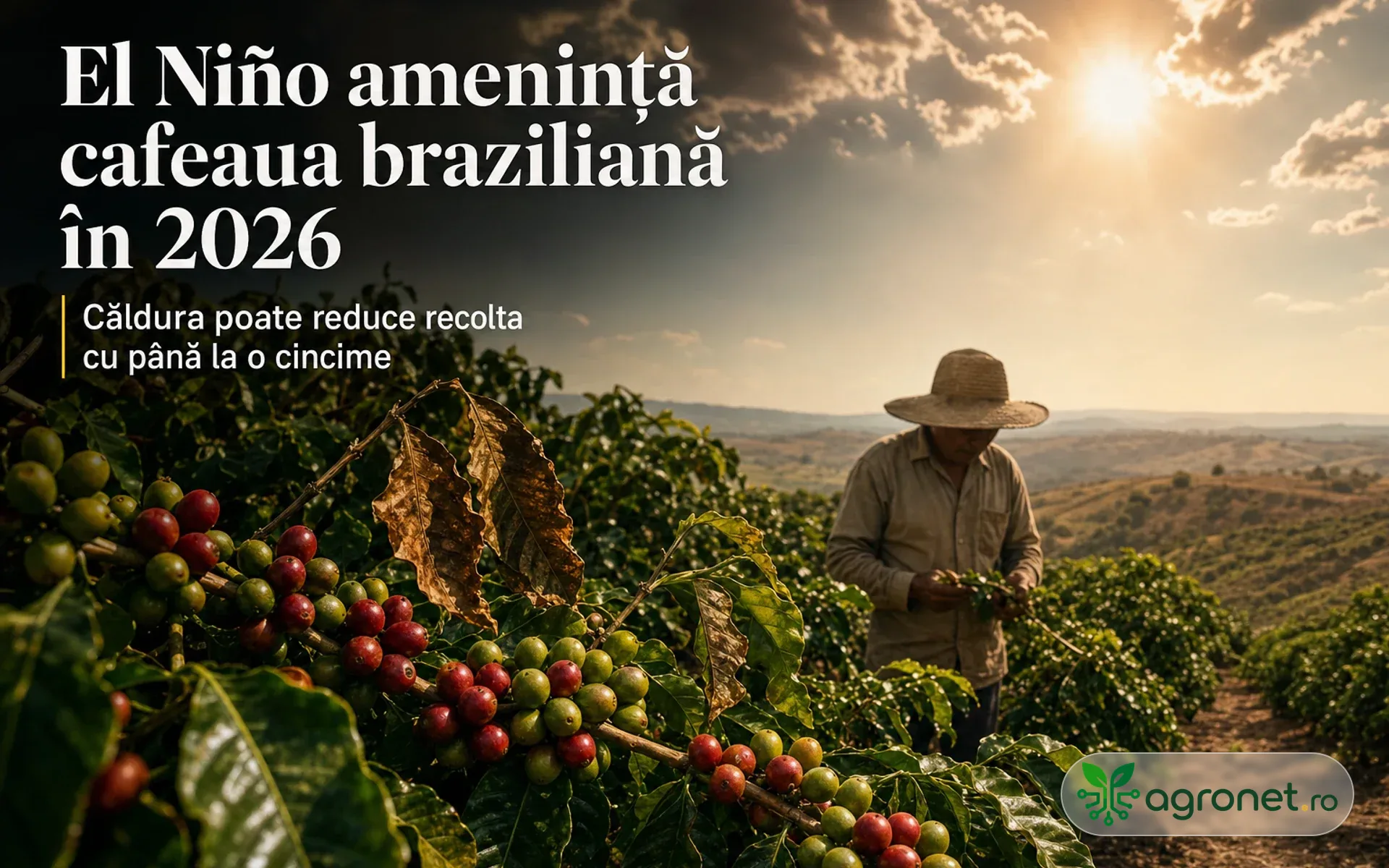 El Niño pune în pericol cafeaua braziliană în 2026 - Căldura poate reduce recolta cu până la o cincime