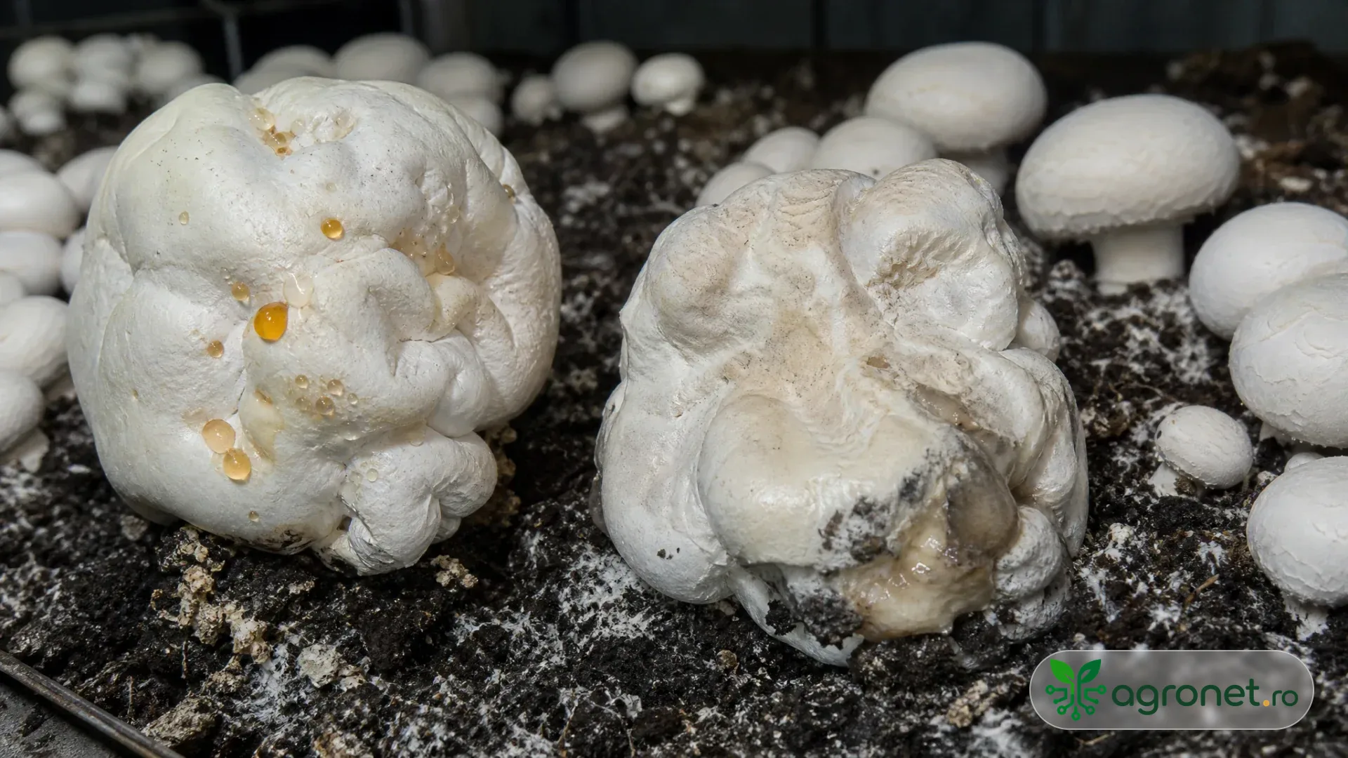 Pat de champignon cu două mase alb-crem deformate, una având picături chihlimbarii discrete, fotografiat într-o ciupercărie curată.
