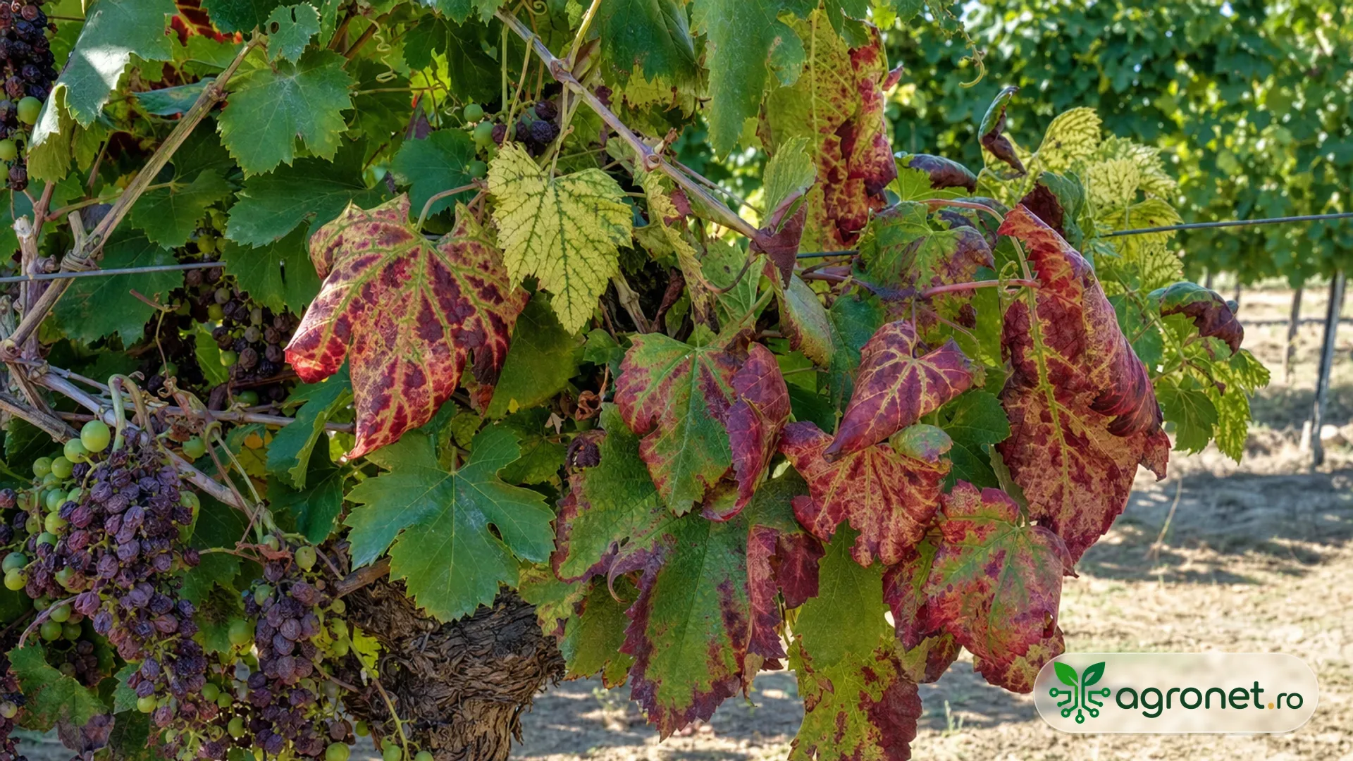 Butuc de viță-de-vie într-o vie de august, cu frunze roșiatice și rulate în jos, lăstari parțial nelignificați și ciorchini vizibili, fotografie realistă fără certitudine de diagnostic.