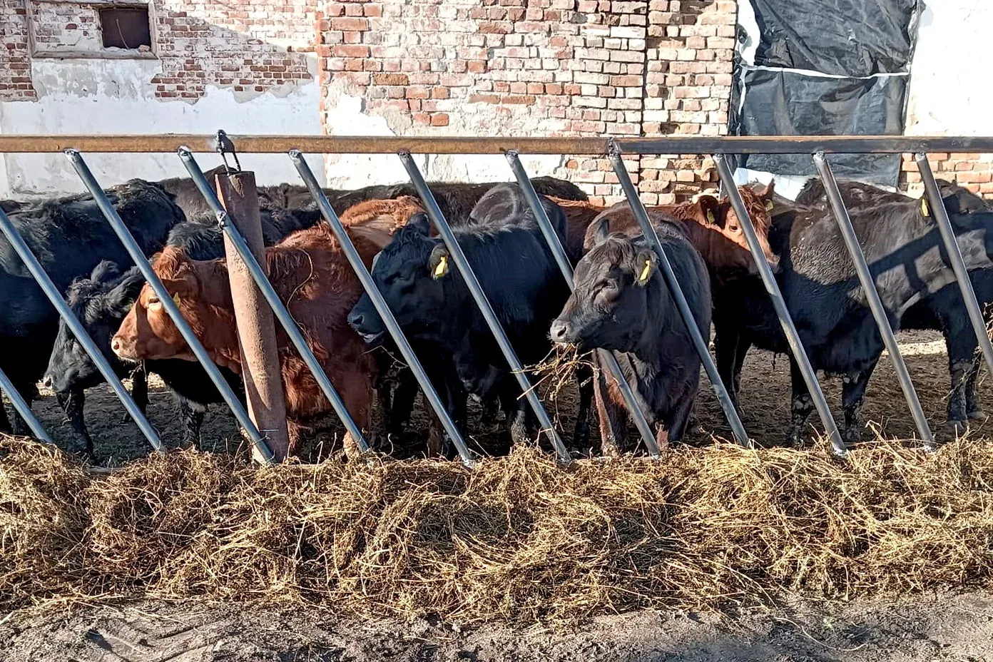 Bovine negre și brune se hrănesc la iesle, în adăpost