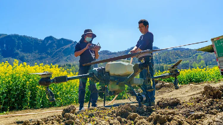 Doi operatori pregătesc o dronă agricolă lângă un câmp înflorit