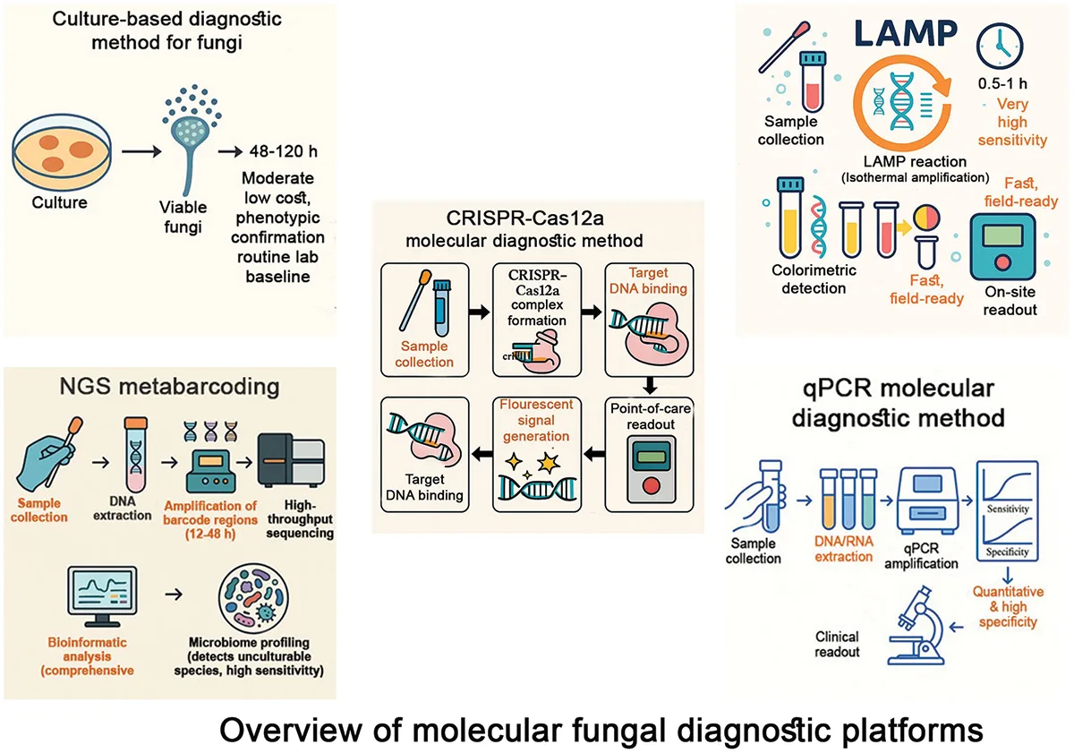 Infografic despre platforme de diagnostic molecular pentru fungi: cultură, NGS, CRISPR, LAMP și qPCR