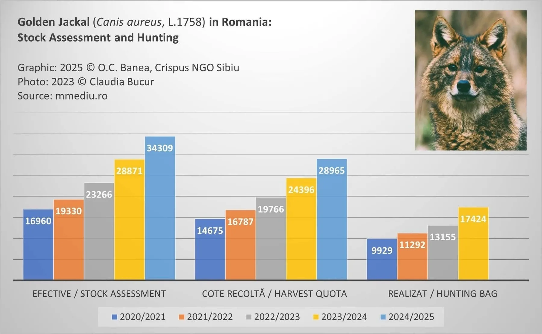 Grafic despre efectivele, cotele și recolta de șacal auriu în România