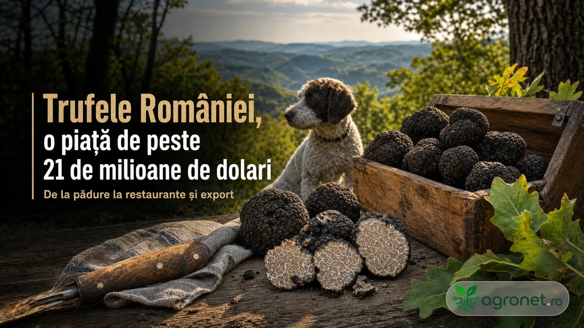 Trufe negre într-o ladă de lemn, câteva feliate pe masă, un câine și frunze de stejar pe fundal de pădure.