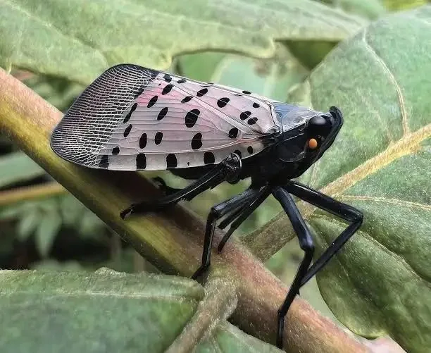 Adult de Lycorma delicatula pe frunză, cu aripi pătate