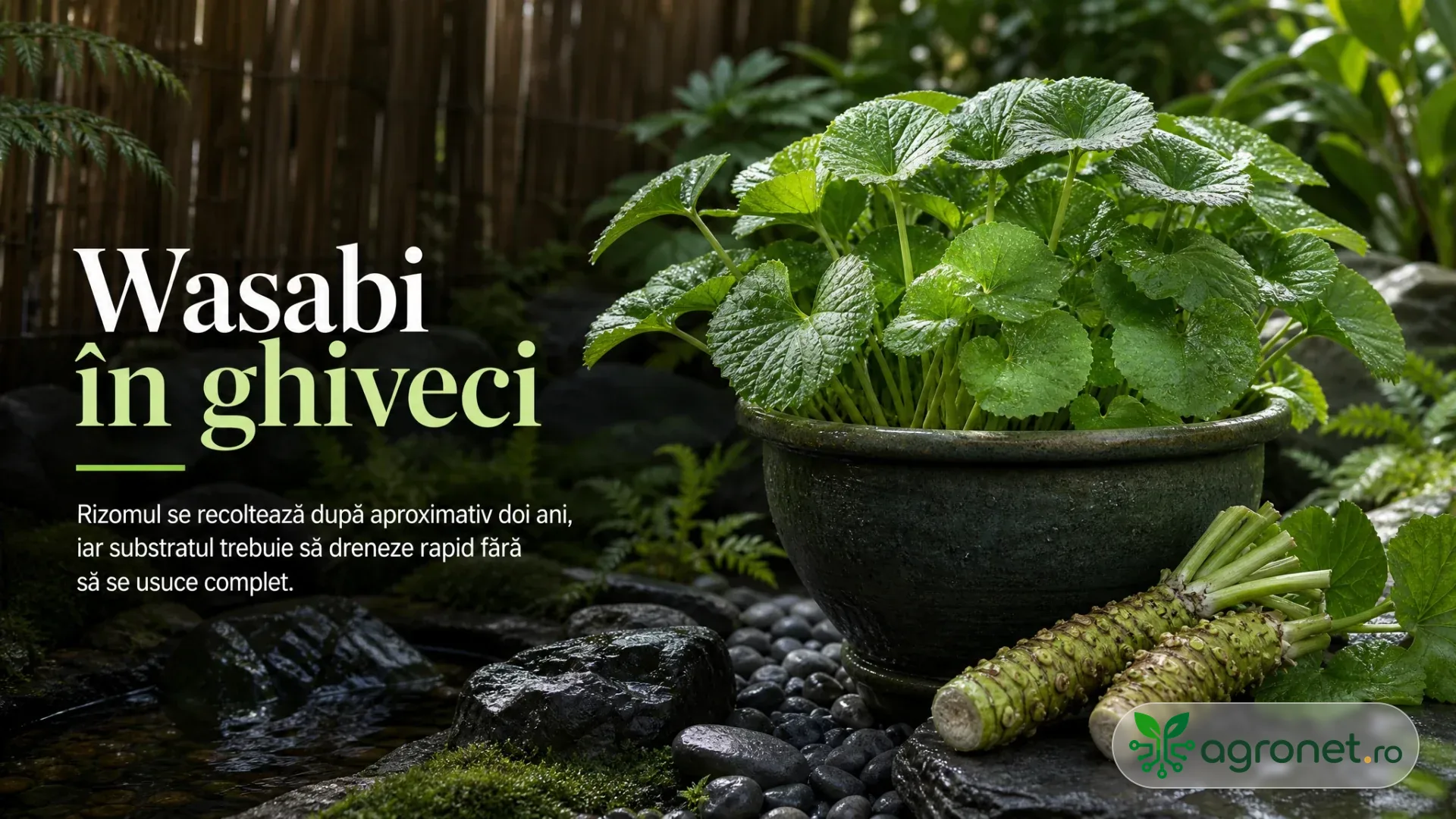 Plantă verde cu frunze rotunjite într-un ghiveci, lângă rizomi, pietre și apă, într-un decor de grădină umbrit.