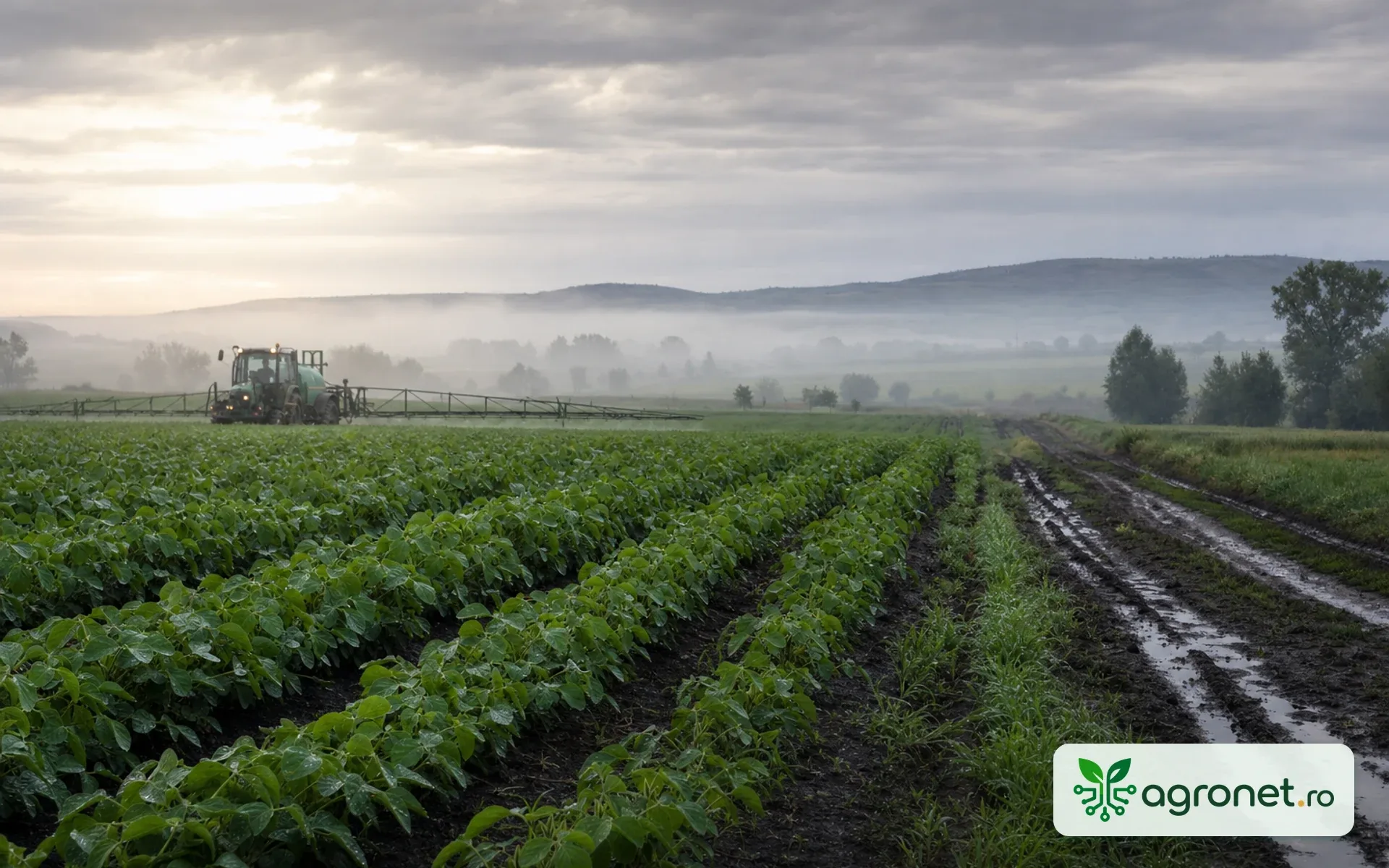 Câmp agricol sub nori, într-o dimineață cu umezeală ridicată