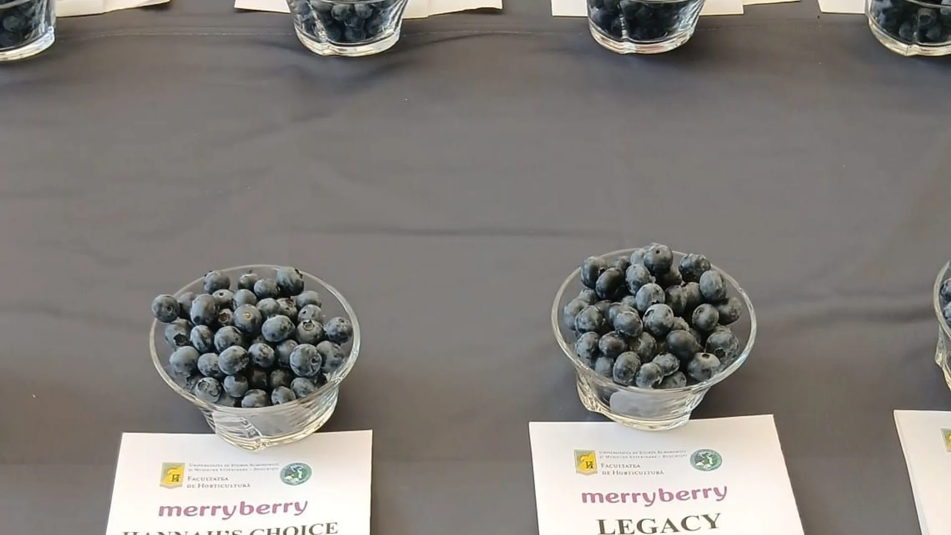 Afine în boluri de sticlă, etichetate Merryberry Choice și Legacy
