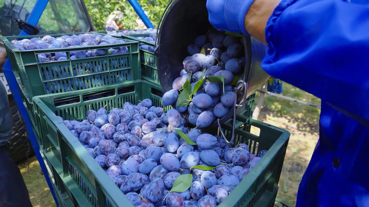 Recolta de prune din Moldova crește cu 12–16% – Presiune suplimentară într-un an bun și pentru România — prune, Republica