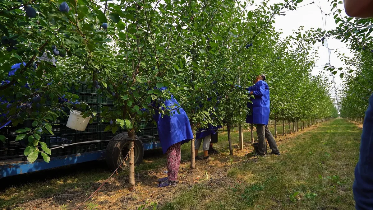 Recolta de prune din Moldova crește cu 12–16% – Presiune suplimentară într-un an bun și pentru România — prune, Republica