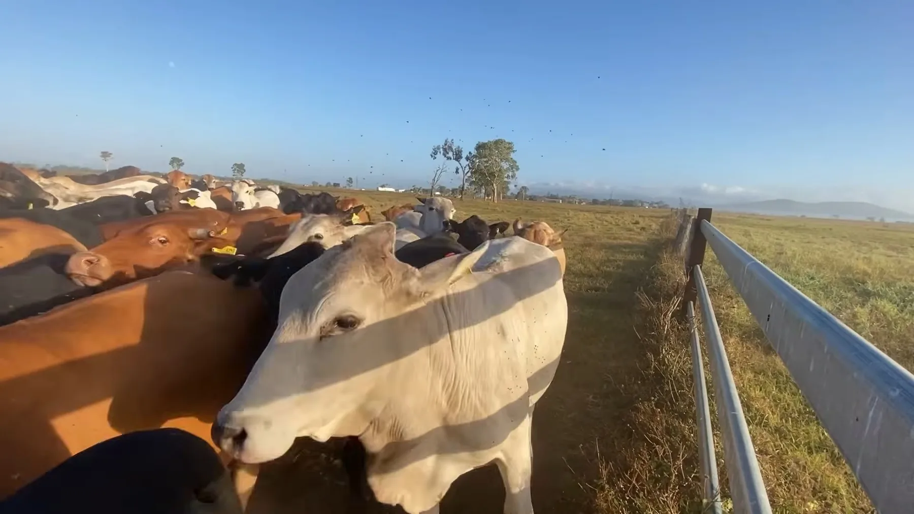 Turmă de bovine strânsă lângă gard, pe pășune