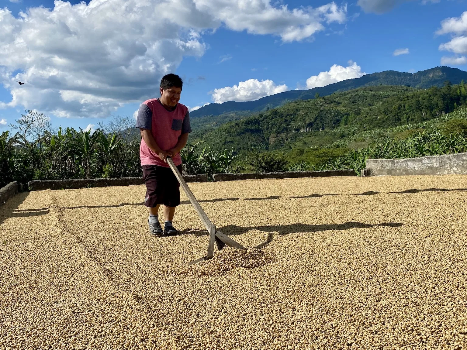Lucrător întinde boabe de cafea la uscat pe terasă, lângă munți