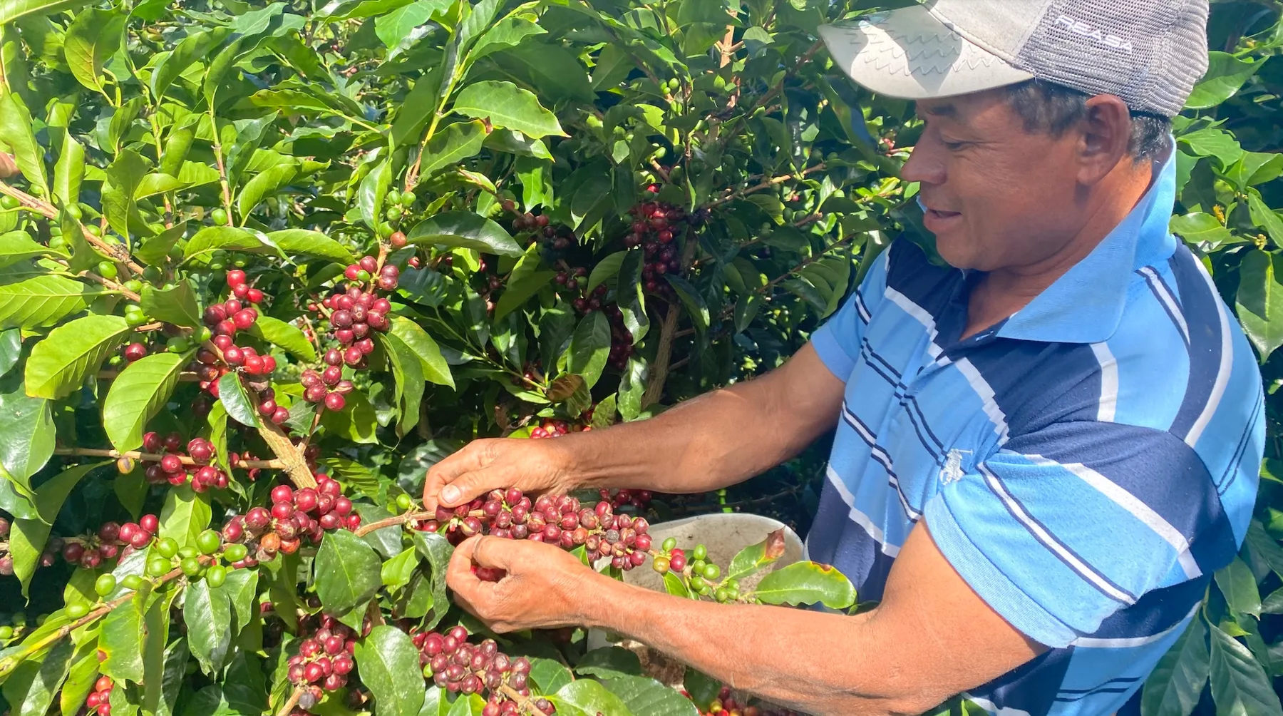 Fermier culege manual cireșe de cafea roșii de pe arbust