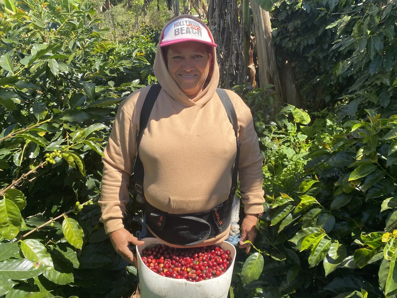 Fermier ținând o găleată cu cireșe de cafea într-o plantație