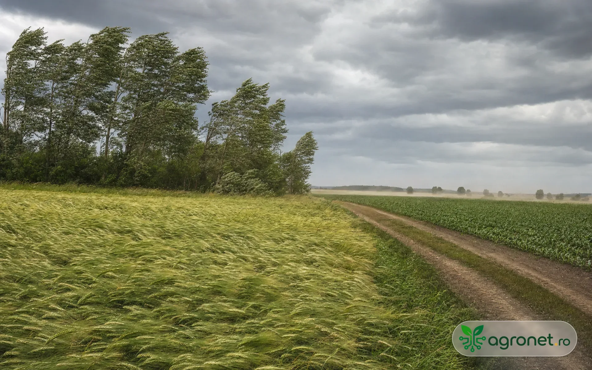 Meteo agricol România, cu vânt puternic în Crișana și Banat și condițiile de lucru din 18 iulie 2026