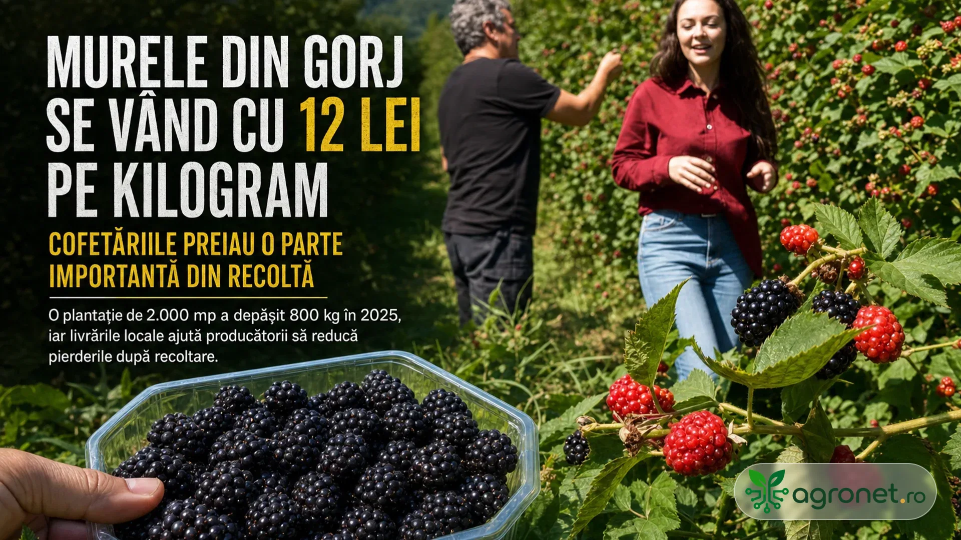 Două persoane culeg mure într-o plantație, iar în prim-plan se află o caserolă cu fructe negre coapte.
