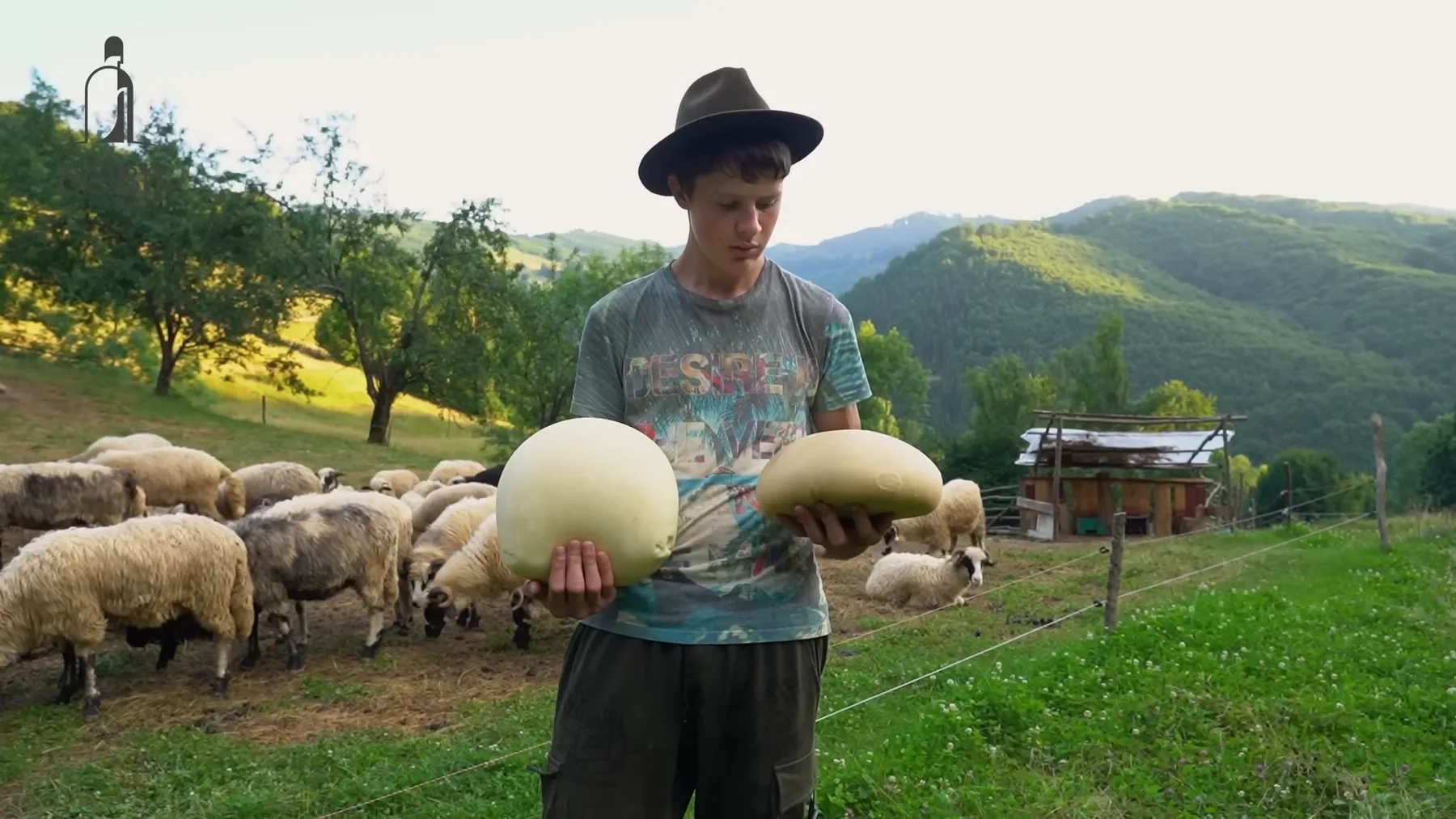 Tânăr cioban ține două bucăți de caș, cu oile pe pășune