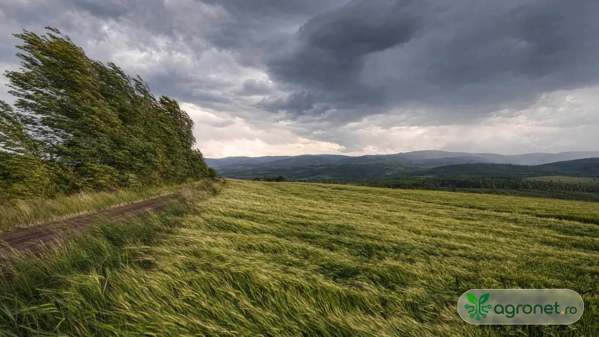 Lan agricol expus vântului, sub un cer cu nori de instabilitate