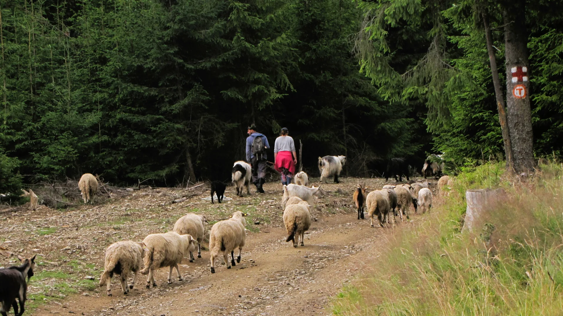 File:Via Transilvanica, Bucovina.jpg - Wikimedia Commons