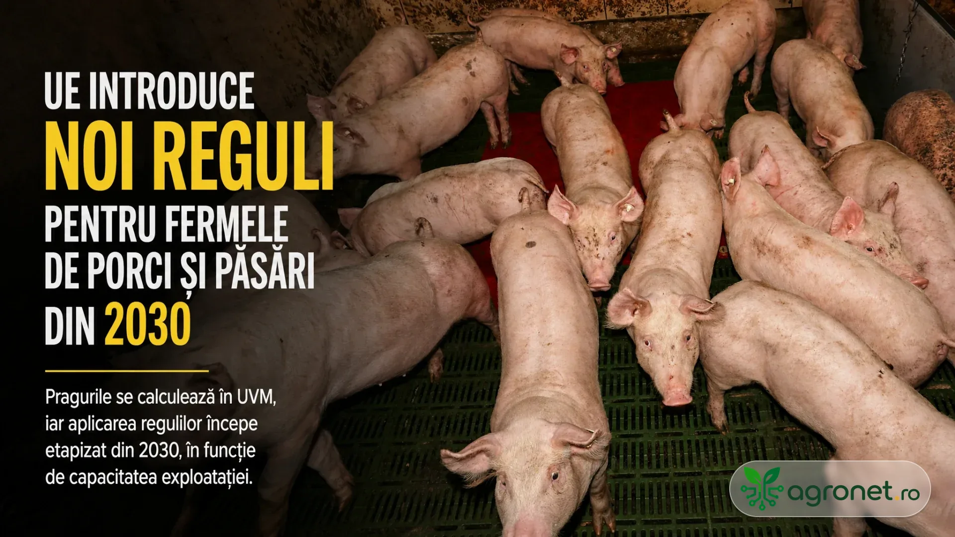 Mai mulți porci stau într-un țarc interior, pe podea grătar, într-o fermă de creștere.