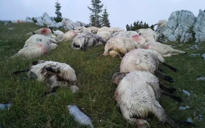 Oi moarte pe pășune montană, întinse printre stânci