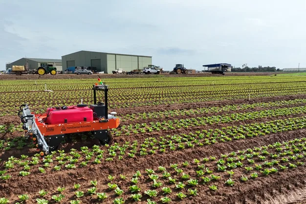 Robot agricol autonom deplasându-se printre rânduri de plante tinere