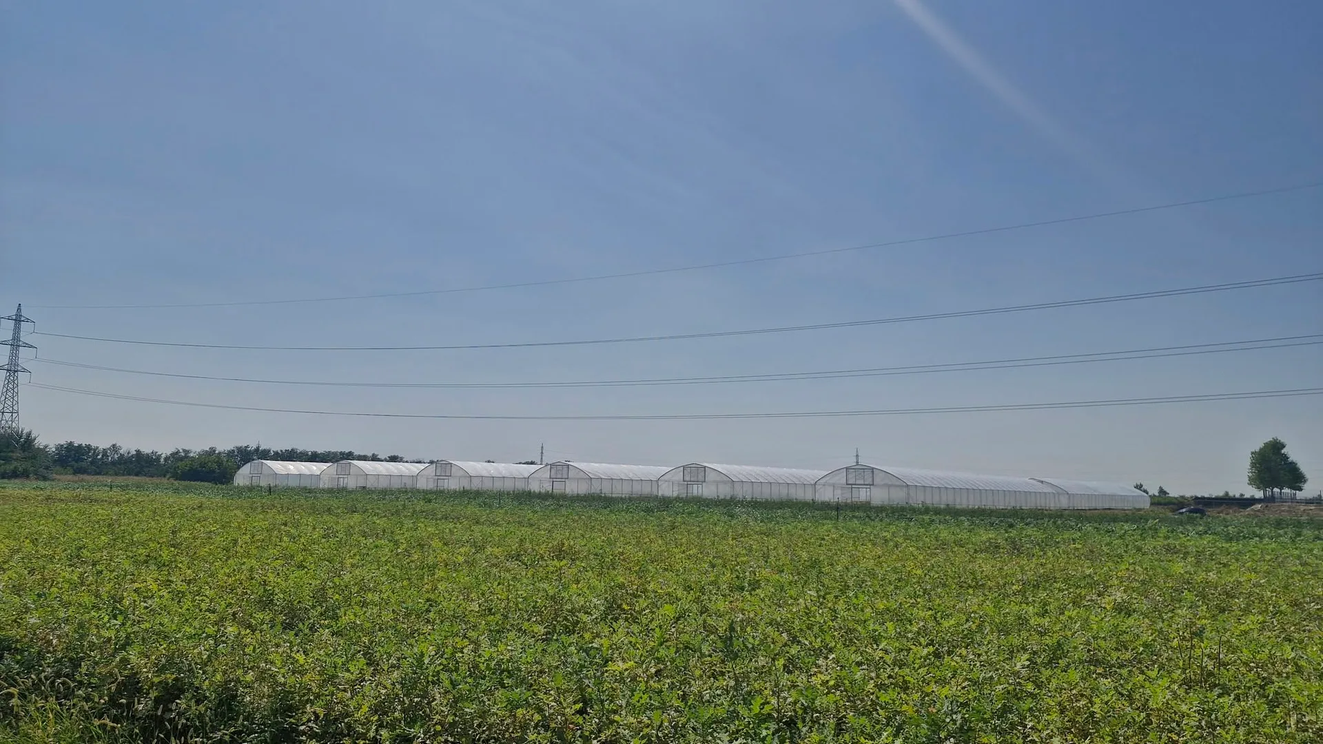 Câmp cu puieți și solarii albe într-o pepinieră forestieră